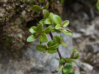 Thymus praecox ssp. polytrichus