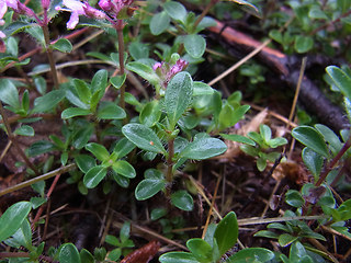 Thymus praecox ssp. polytrichus