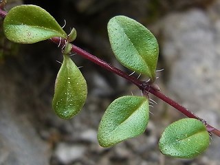 Thymus praecox ssp. polytrichus