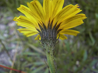 Tolpis staticifolia