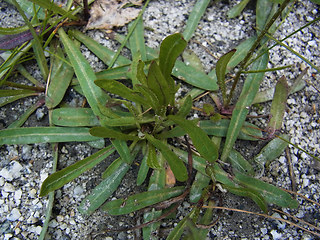 Tolpis staticifolia