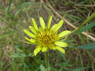 Tragopogon dubius