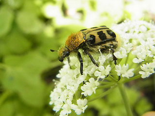 Trichius fasciatus