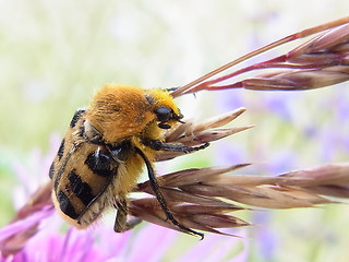 Trichius fasciatus