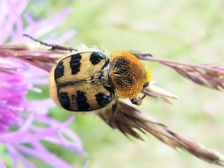 Trichius fasciatus