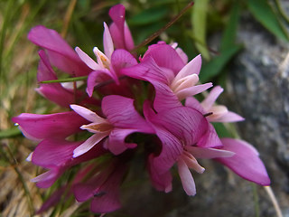 Trifolium alpinum