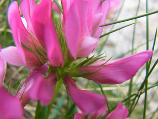 Trifolium alpinum