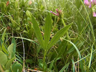 Trifolium alpinum