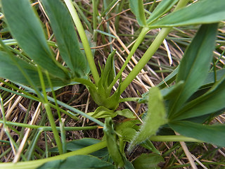 Trifolium alpinum