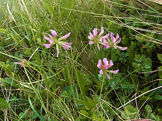 Trifolium alpinum