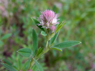 Trifolium arvense