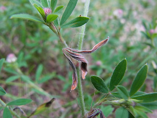 Trifolium arvense