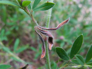 Trifolium arvense