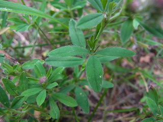 Trifolium arvense