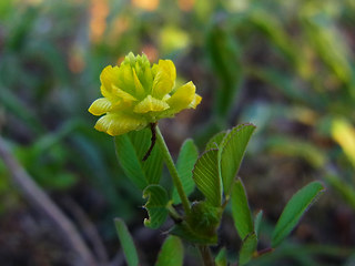 Trifolium campestre