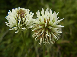 Trifolium montanum