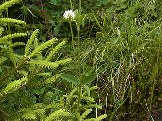 Trifolium montanum