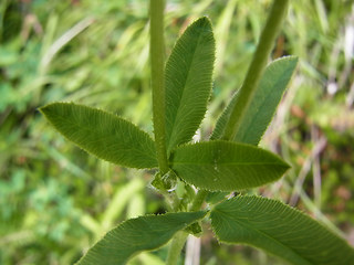 Trifolium montanum