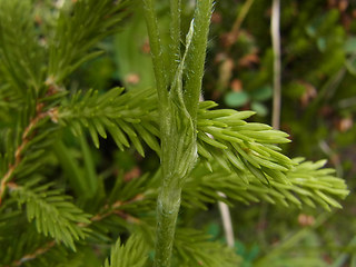 Trifolium montanum