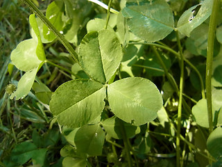 Trifolium repens