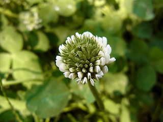 Trifolium repens