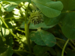 Trifolium repens