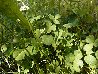 Trifolium repens