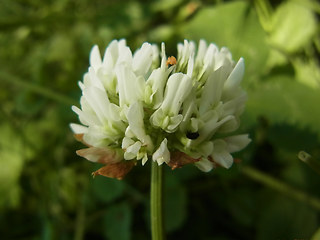 Trifolium repens