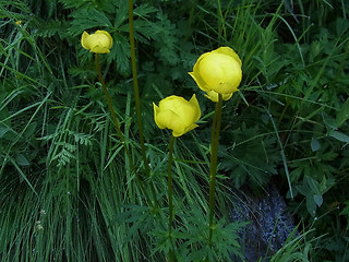 Trollius europaeus