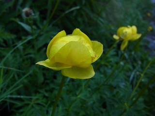 Trollius europaeus