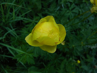 Trollius europaeus