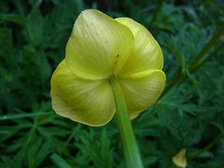 Trollius europaeus