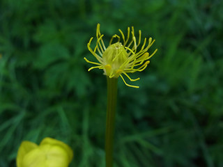 Trollius europaeus