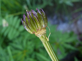 Trollius europaeus