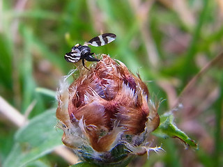 Urophora quadrifasciata