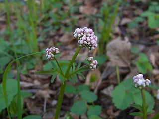 Valeriana dioica