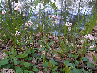 Valeriana dioica