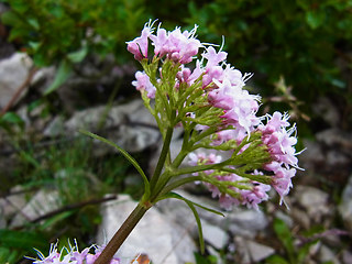 Valeriana montana