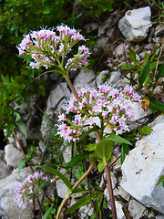 Valeriana montana