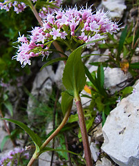 Valeriana montana