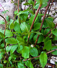 Valeriana montana