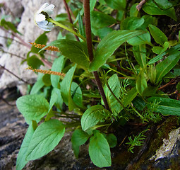 Valeriana montana