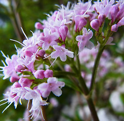 Valeriana montana