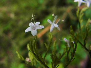 Valeriana montana