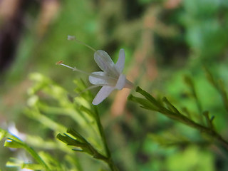 Valeriana montana