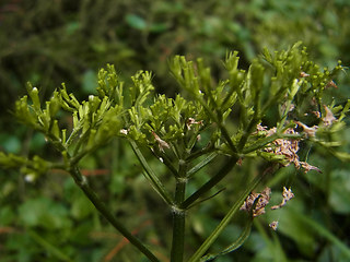 Valeriana montana