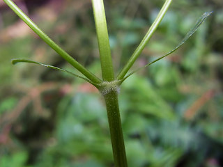 Valeriana montana