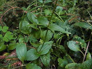 Valeriana montana