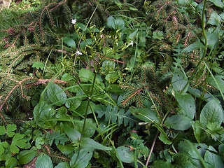 Valeriana montana