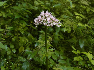 Valeriana officinalis agg.